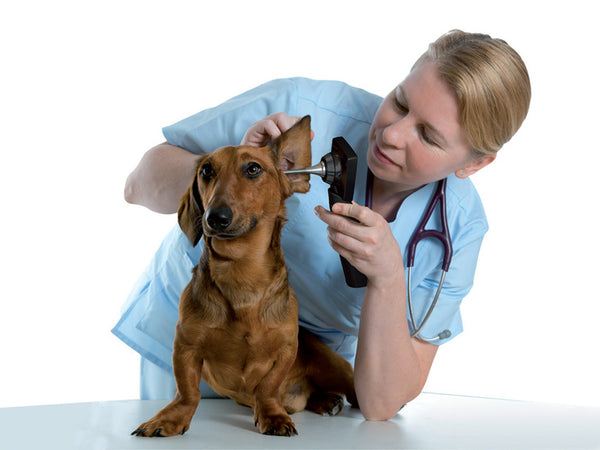 Videotoscopio Md Scope Veterinaria Con 3 Sonde _a