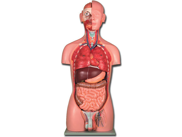 TORSO DUAL SEX 25 parti