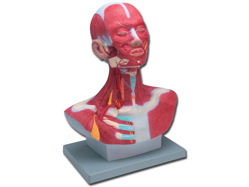 MOD. Muscolatura Testa-Collo 1X