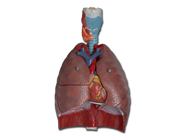 MODELLO SISTEMA RESPIRATORIO 7 parti