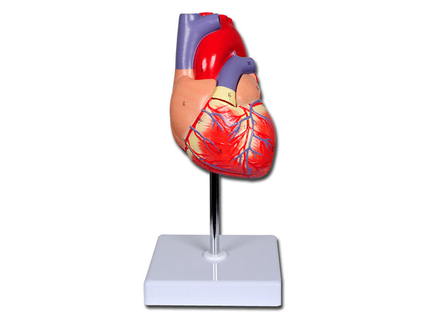 Modello Anatomico Cuore Linea Value