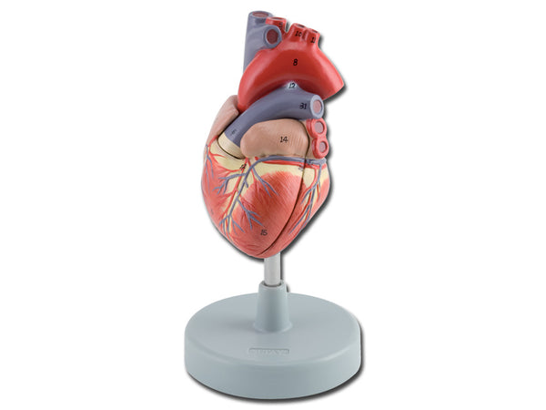 Modello Anatomico Cuore