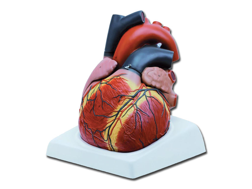 MODELLO CUORE 4 parti 3X