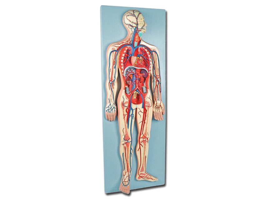 Modello Sistema Cardiovascolare