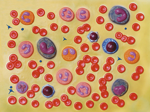 Modello Cellule del Sangue 2.000X