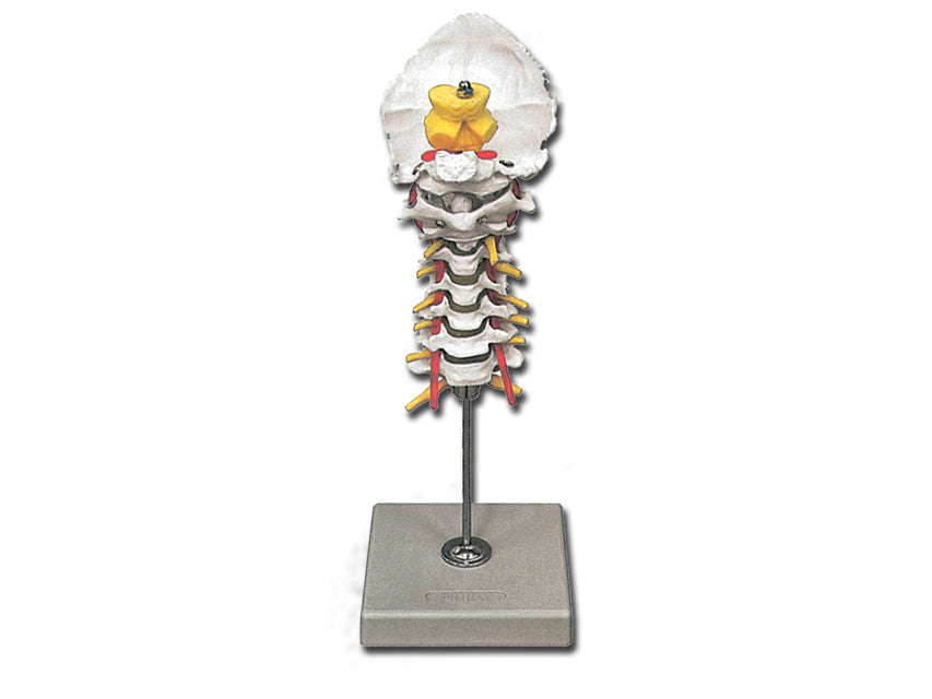 Modello Colonna Cervicale