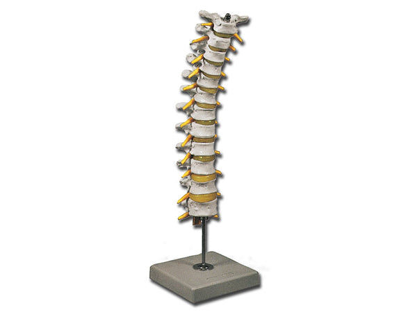 Modello Colonna Toracica
