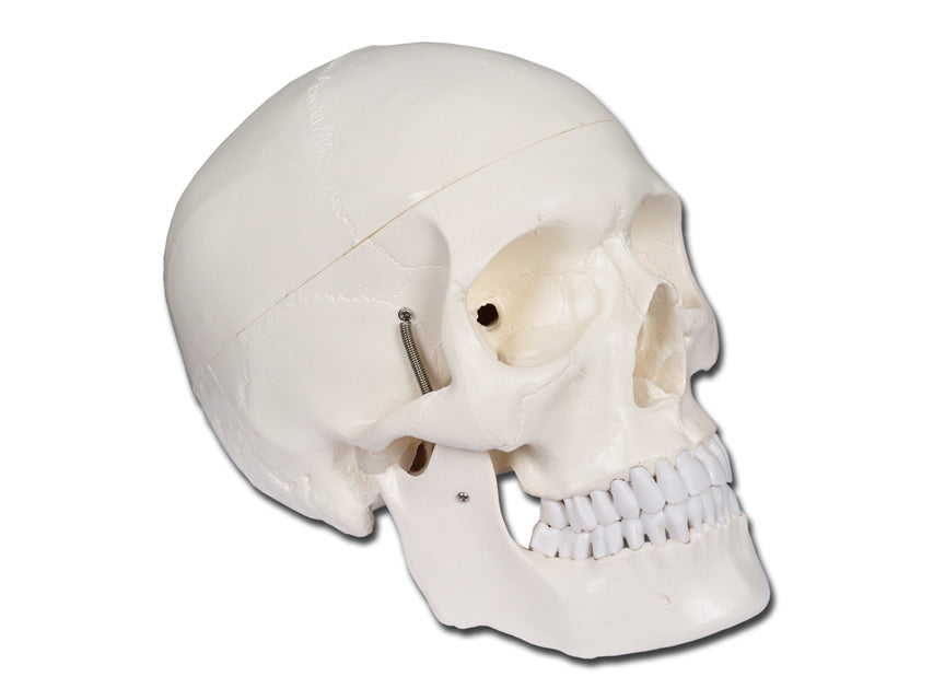 MODELLO CRANIO LINEA "VALUE" 1X 3 parti