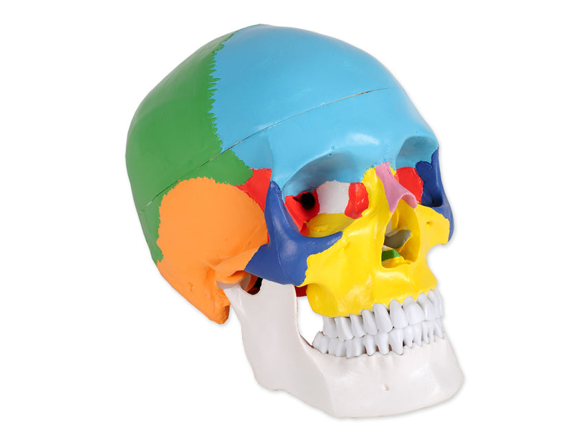 MODELLO CRANIO LINEA "VALUE" 1X 3 parti colorato