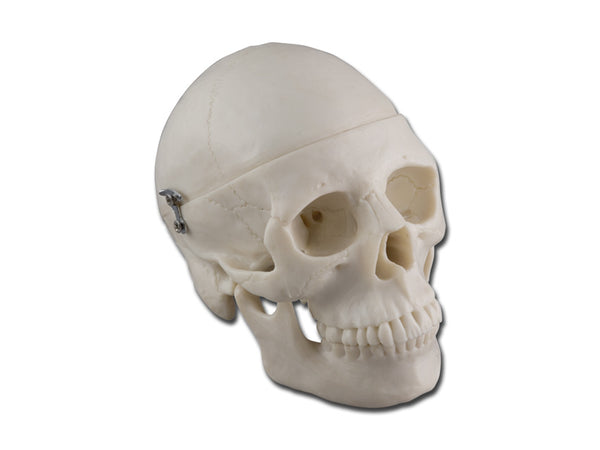 Modello Mini Cranio 0,5X