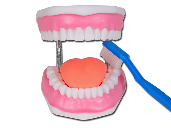 Modello Igiene Dentale Linea