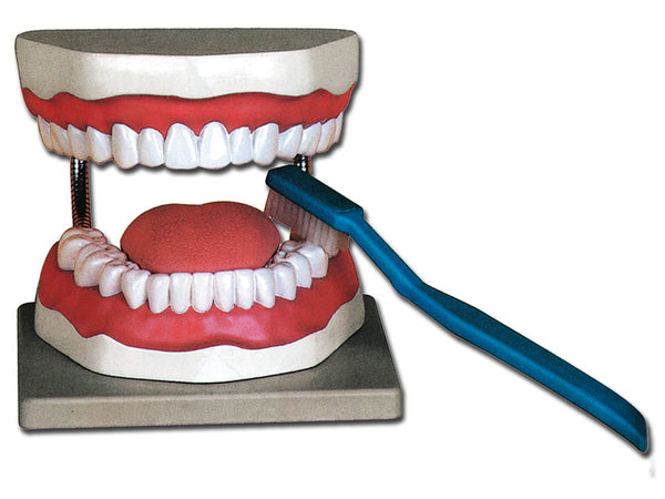 Modello Igiene Dentale