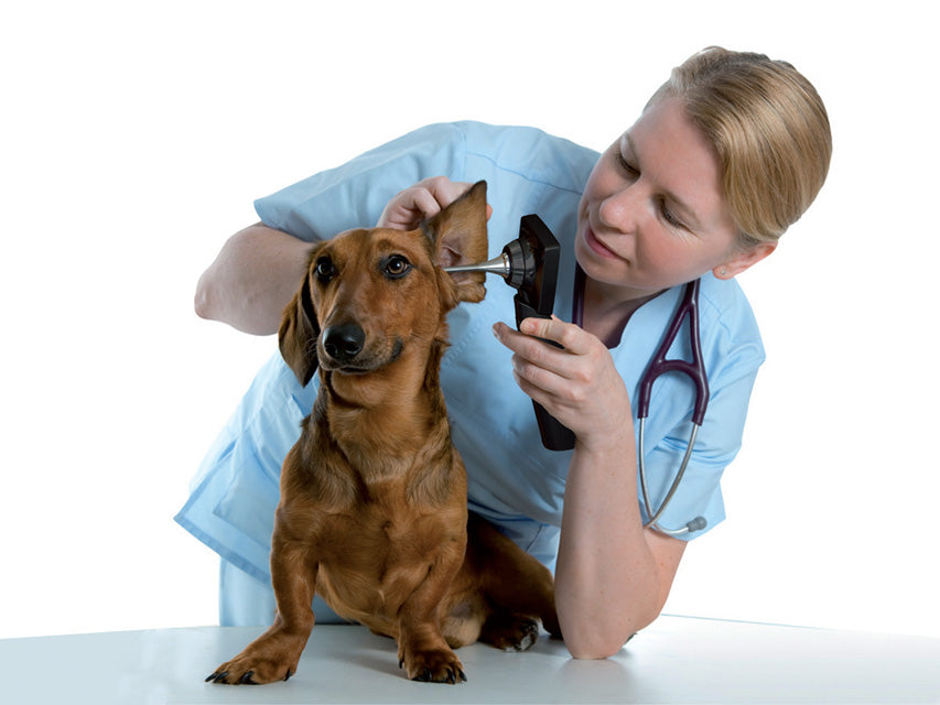 Videotoscopio Md Scope Veterinaria Con 3 Sonde _a