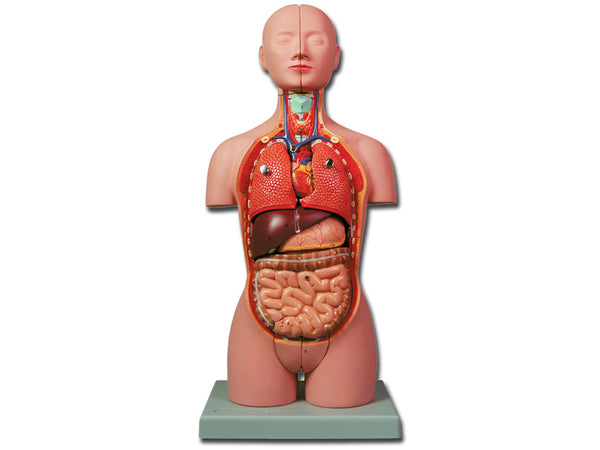 MINI TORSO 16 parti