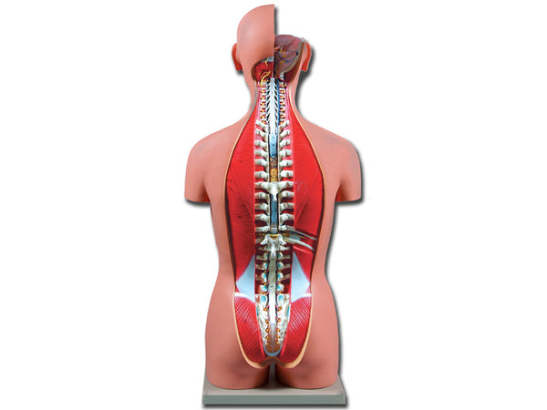 TORSO DUAL SEX APERTO DIETRO 27 parti
