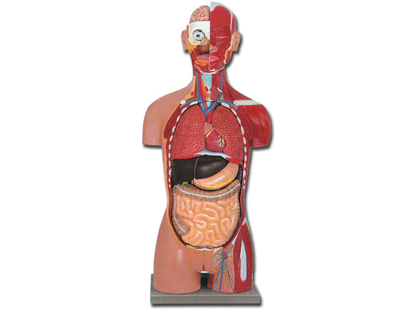 TORSO MUSCOLARE DUAL SEX APERTO DIETRO 28 parti