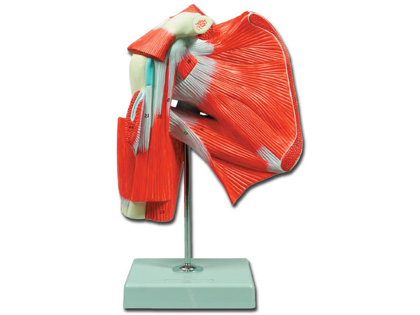 MOD. Muscolatura della Spalla 1X
