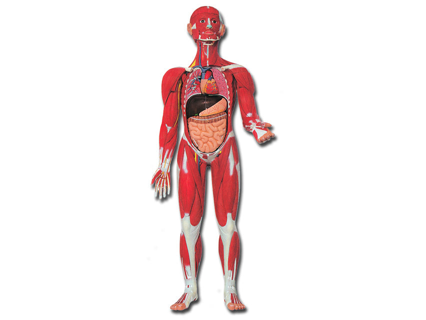 MOD. Muscolatura Corpo Umano