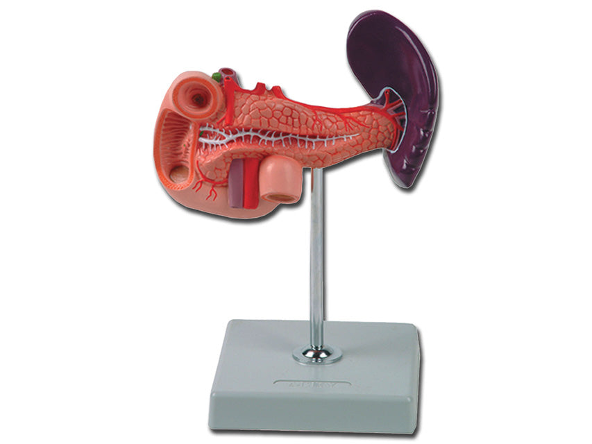 Modello Pancreas 1X