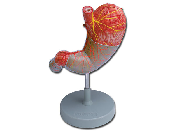 MODELLO STOMACO 2 parti 1,5X