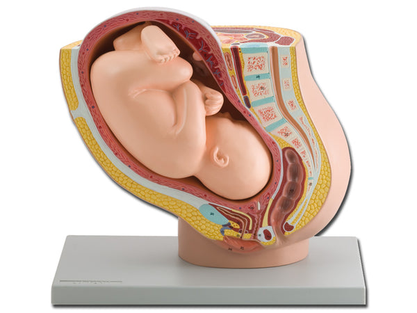 Modello Pelvico + Feto 1X
