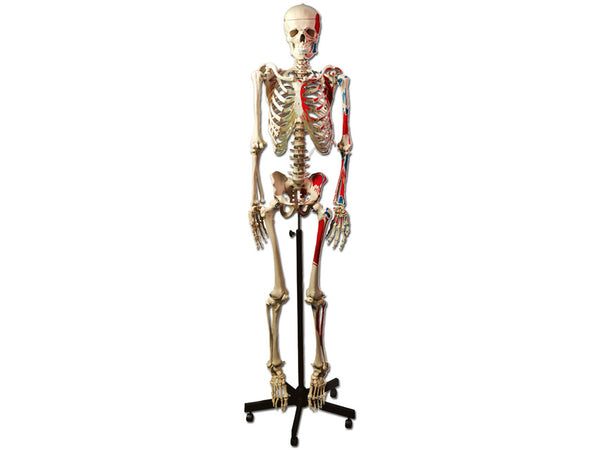 Modello Scheletro Muscolare