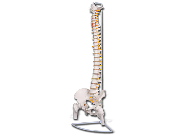 MOD. Colonna Vertebrale con Femori Linea 