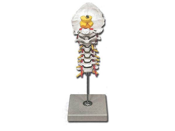 Modello Colonna Cervicale