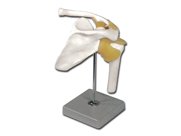 Modello Clavicola