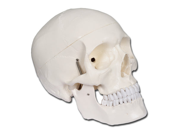 MODELLO CRANIO LINEA 