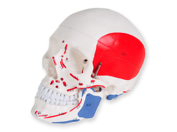 MODELLO CRANIO LINEA 