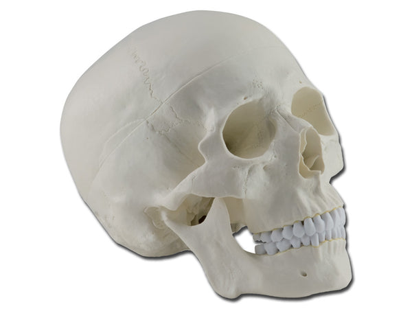 MODELLO CRANIO 1X 3 parti