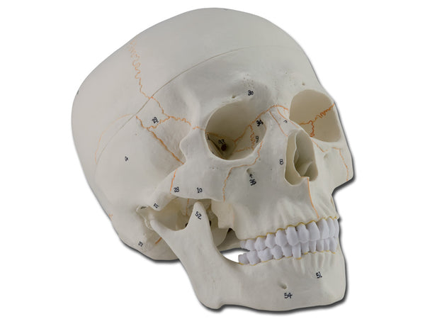 MODELLO CRANIO 1X 3 parti numerato