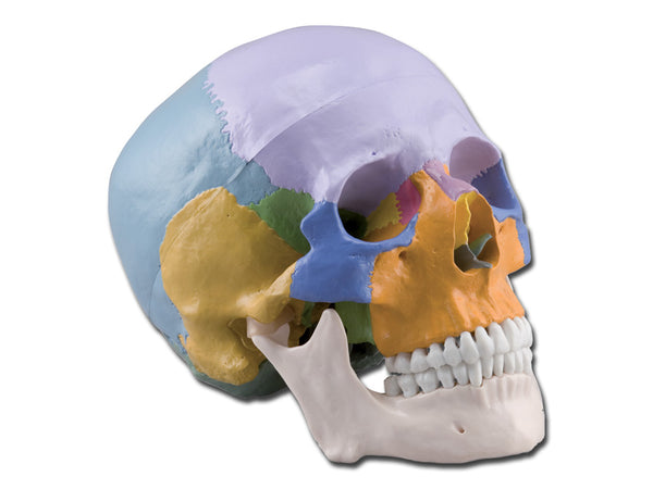 MODELLO CRANIO 1X 3 parti colorato