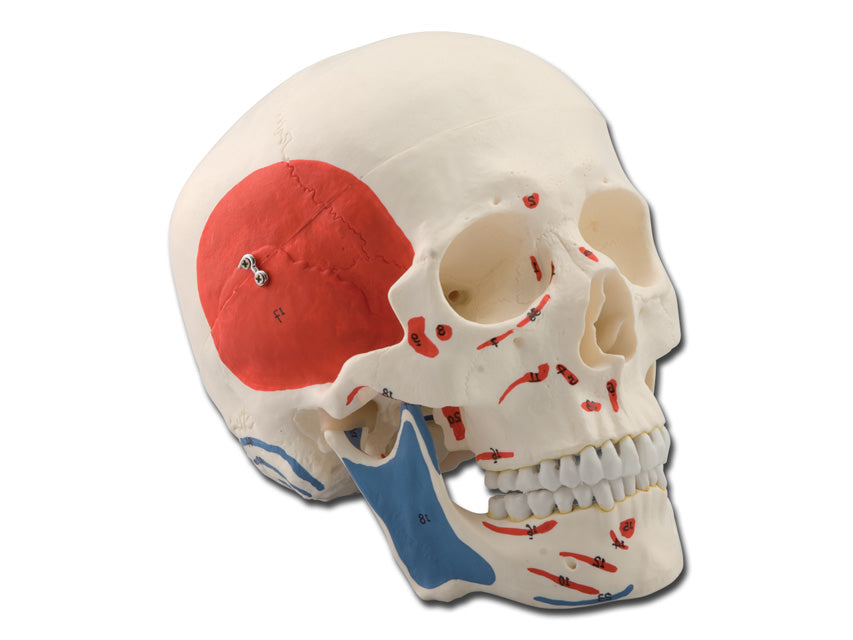 MODELLO CRANIO 1X 3 parti muscolare