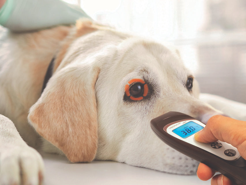Termometro A Distanza Veterinario Visiofocus Con B _a
