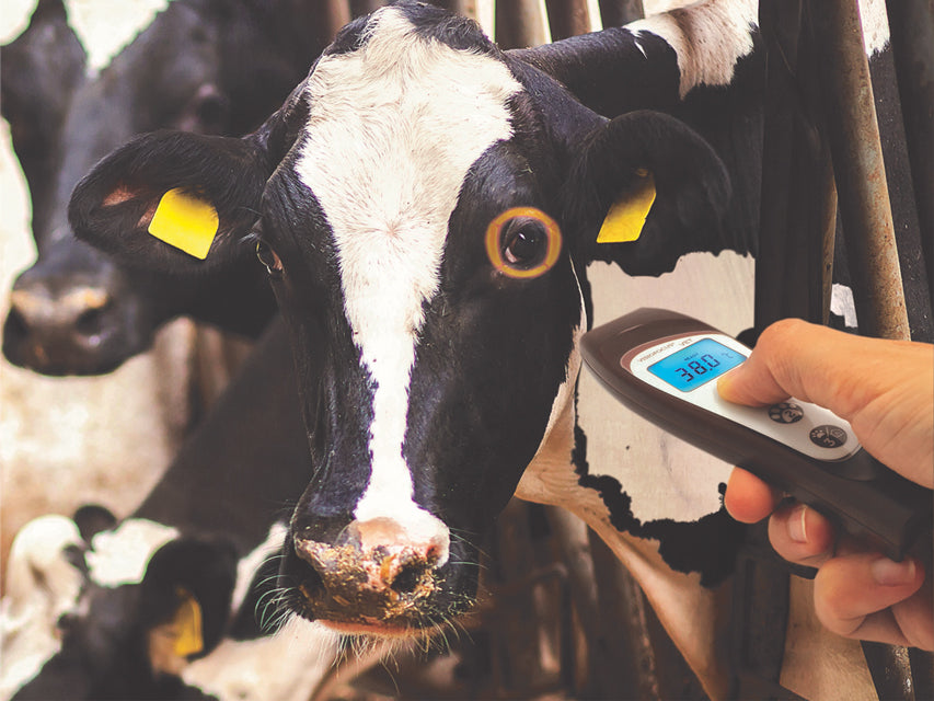 Termometro A Distanza Veterinario Visiofocus Con B _b