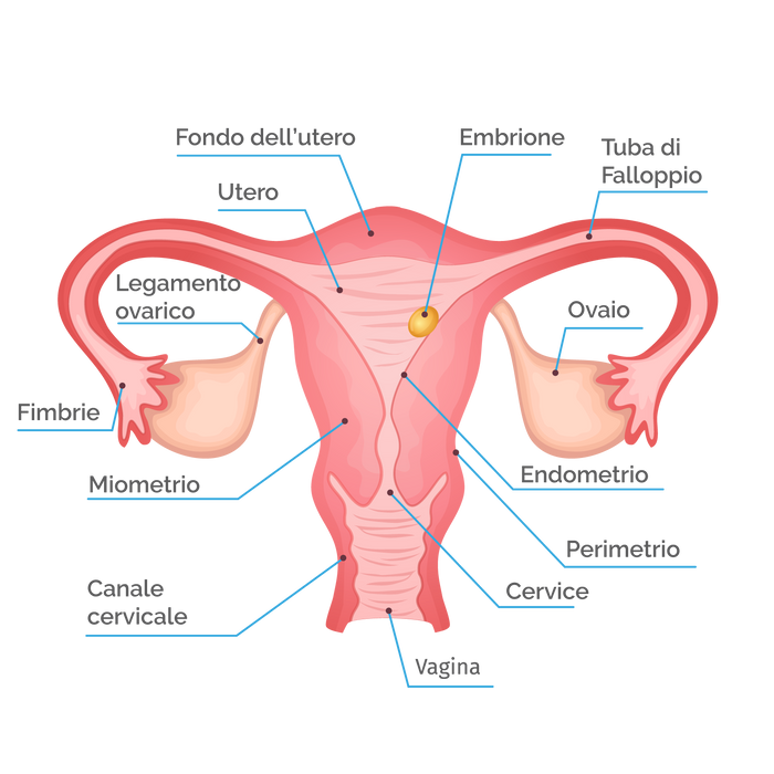 Grafica anatomica HPV